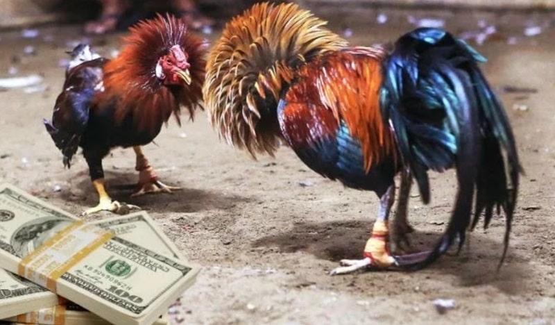 Gà Hắc Hổ Thới – Dòng Gà Chọi Độc Đáo Với Ngón Thới Đặc Trưng